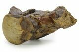 Huge Fossil Mosasaur (Tylosaurus) Vertebra - Texas #377821-6